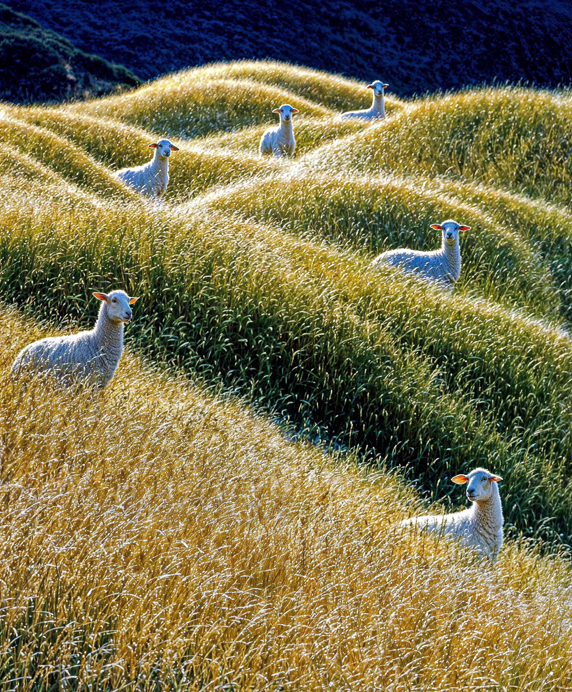Wool.Tech brand art